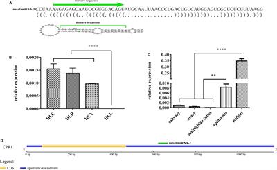 A Novel miRNA—hlo-miR-2—Serves as a Regulatory Factor That Controls Molting Events by Targeting CPR1 in Haemaphysalis longicornis Nymphs